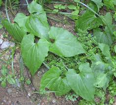 Selaput tunggul (Mikania Micrantha ) - Malaysia Camping 