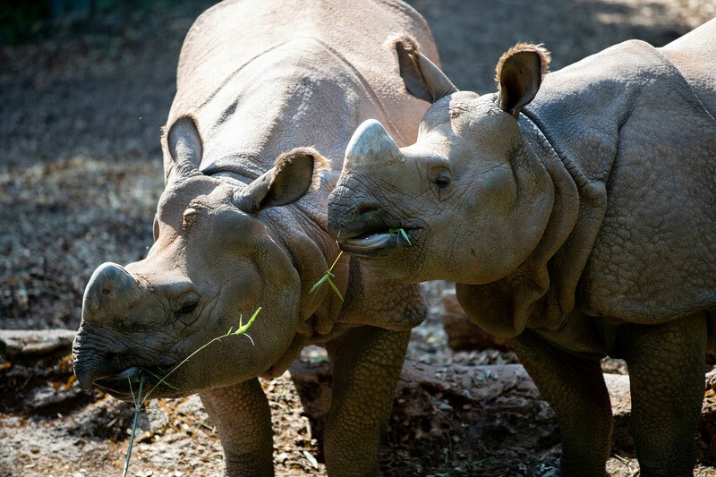 Endangered Animals Wooden Toy - Rhino