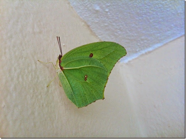 butterfly