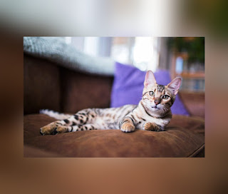 This is an illustration of the a cat from the Bengal Breed