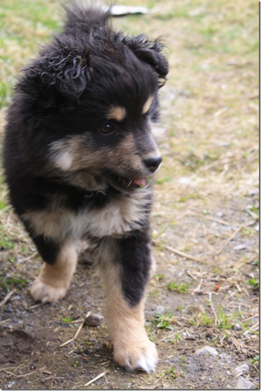 lappe tikkos 011