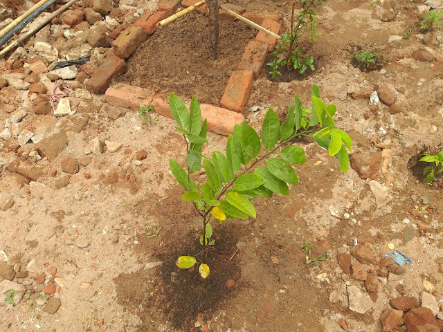 newly-planted-fruit-plants-in-andhra-garden-3