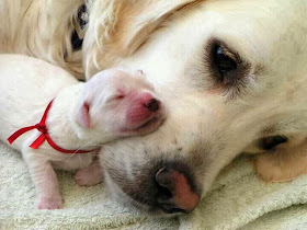Cute dogs - part 3 (50 pics), dog and her newborn puppy