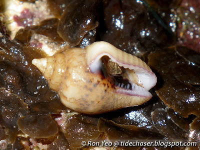 Dotted Dove Snail (Euplica scripta)