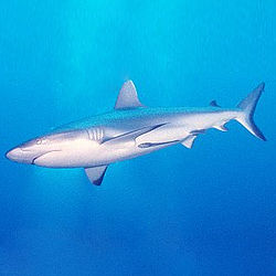  gambar  ikan hiu Indonesiadalamtulisan Terbaru 2014