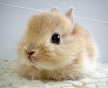 Cute Anime Rabbit. Paquette Family: Cute buns