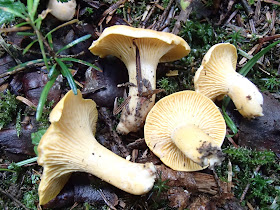 grzyby 2017, grzyby w lipcu, grzyby na Orawie, Cantharellus pallens pieprznik blady, Boletus subappendiculatus borowik górski, pięknoróg największy