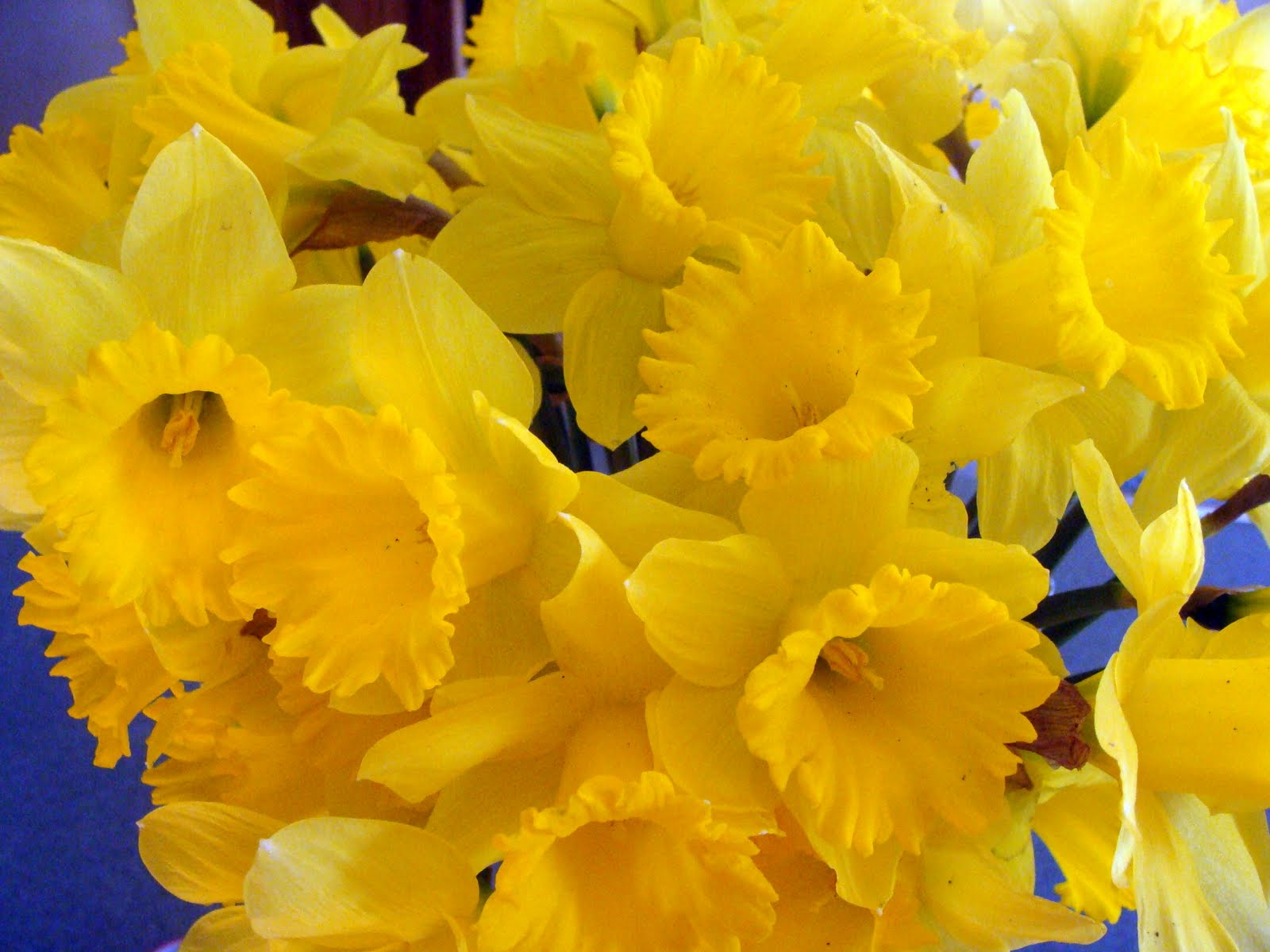 what how smells  the better to buttercream spring? than Really Daffodils daffodils in make