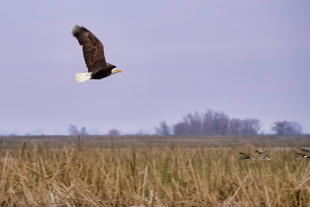 Bald Eagle in flight pursuing ducks at Sacramento National Wildlife Refuge