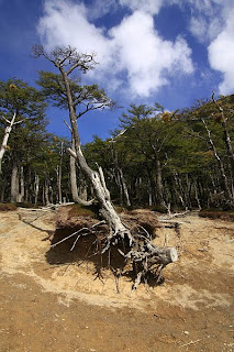 bosques de lengas