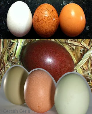 warna telur ayam