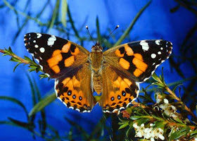 Australian Painted Lady