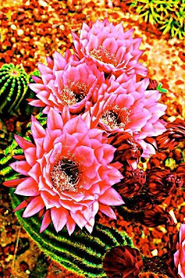 Beautiful cactus Flower