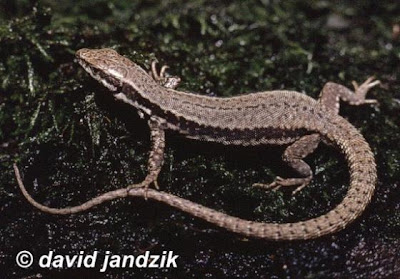 Common wall Lizard