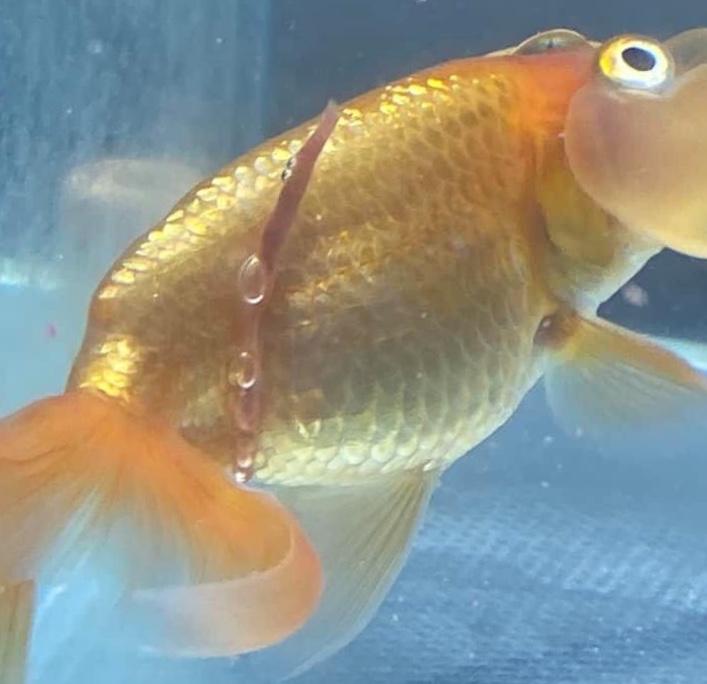 金魚 水族快訊goldfish Aquarium Messages 金魚消化不良或便秘的症狀及治療 Symptoms And Treatment Of Goldfish Indigestion Or Constipation