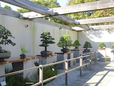 bonsai collection