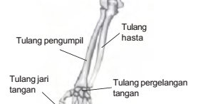 Rangka Anggota Gerak ~ Seberkas Cahaya