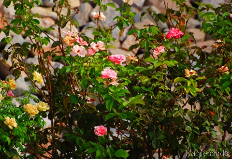 8. roses-kab