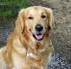 pictures of golden retriever dogs, cute dog picture, cute puppies photos, beautiful puppy photo
