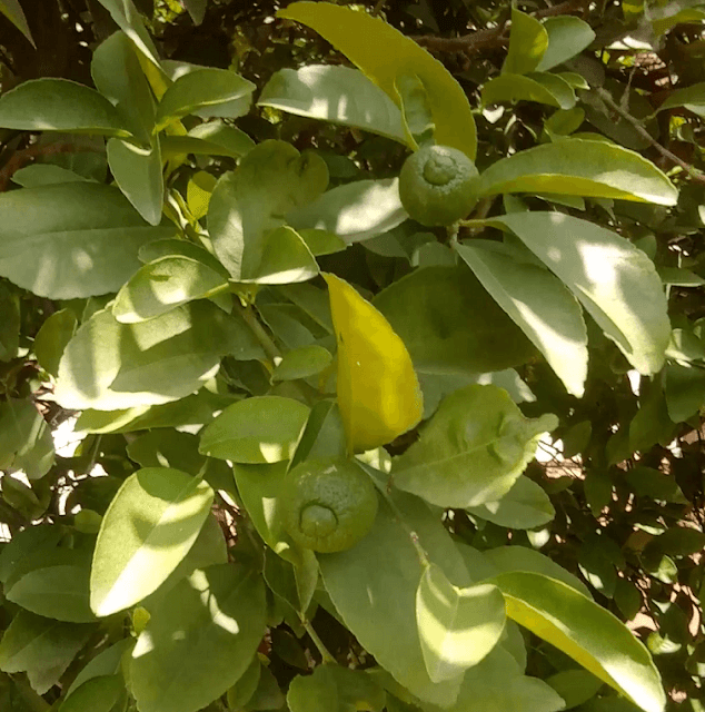 Galgal (Citrus pseudolimon) - Lemon