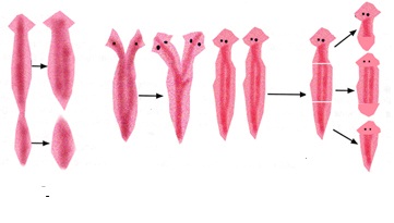 BELAJAR TERUS BIOLOGI FILUM PLATYHELMINTES