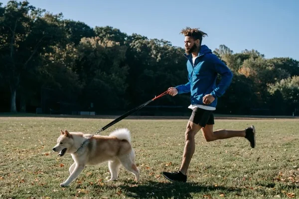 Active man training with a husky dog