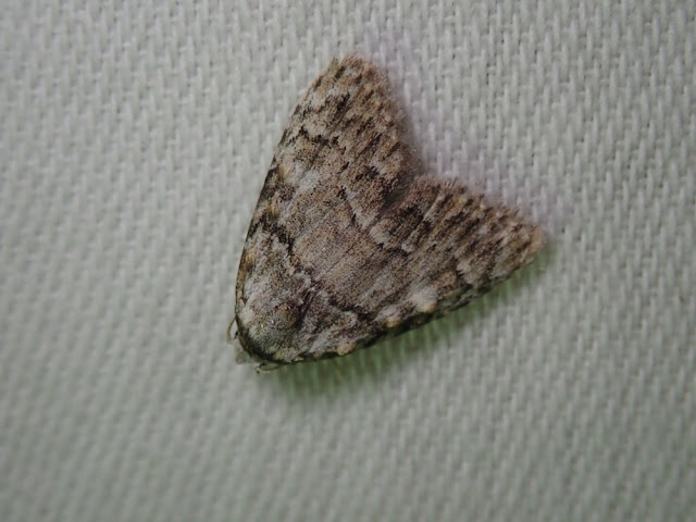 Meganola strigula