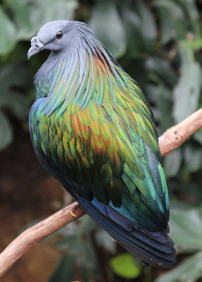 aves-del-paraiso-birds-of-the-paradise