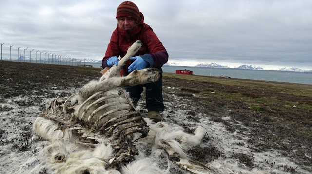 MUNDO: 200 renos muertos de hambre en Noruega y los expertos lo llaman una señal de cambio climático.