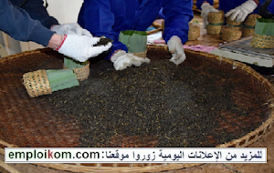 تشغيل 80 عاملة بمصنع للشاي بمدينة مراكش
