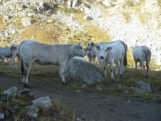 bovini Monviso