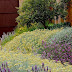 Drifts of drought tolerant plants