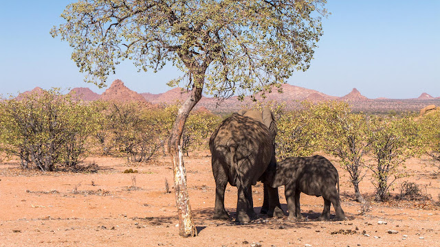 Mowani Camp Damaraland, Namibia - desert elephants