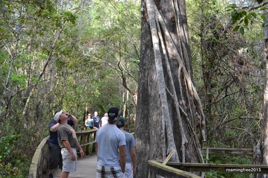 Giant Cypress Trees
