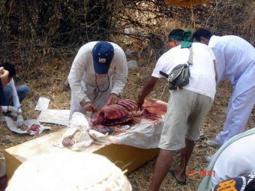 Heboh Foto Aliran Sesat, Membunuh Dan Berpesta Memakan Daging Manusia [ www.BlogApaAja.com ]