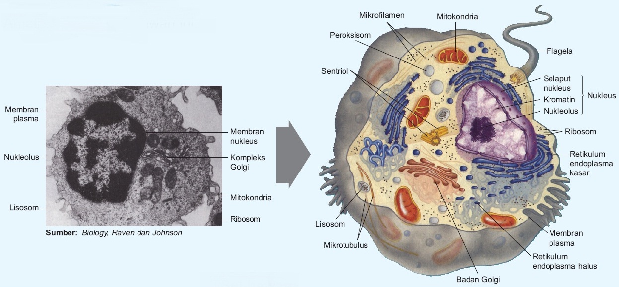 Sel Hewan dan Sel Tumbuhan Gambar dan Fungsi