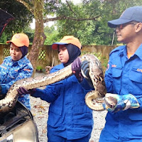 Ular sawa batik seberat 60 kg 'tumpang tidur' bonet MPV cikgu