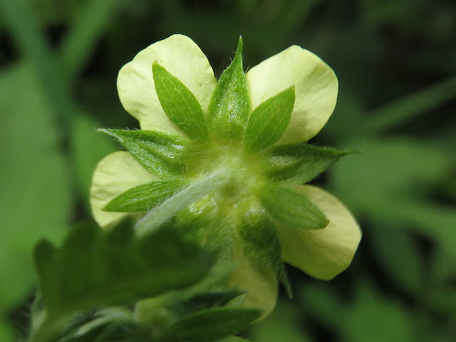 Лапчатка криптотениевая (Potentilla cryptotaeniae)