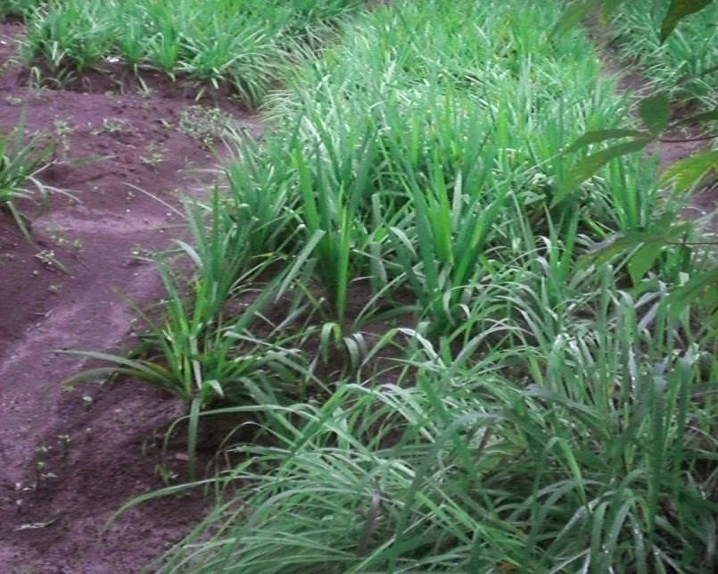 Budidaya Tanaman Bawang Berlian - Herbal Bawang Berlian