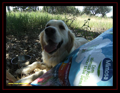 golden retriever in Montemor-O-Novo