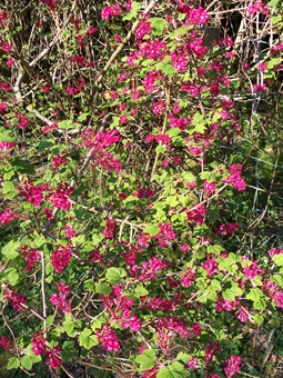 Ribes sanguineum
