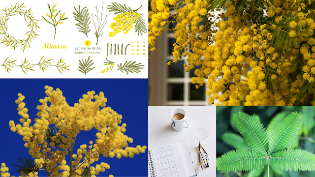 Moodboard Mimosa