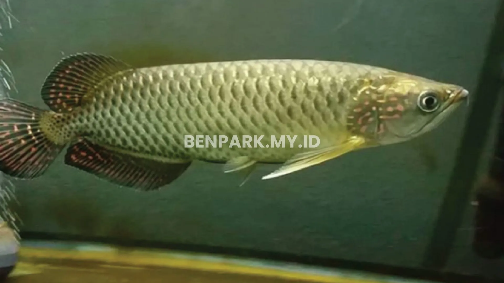 Arowana Jardini