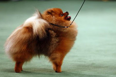 Pomeranian Dog Breed Information, Pomeranian Dogs Breed, Pomeranian Dog Breeds, pomeranian breed, dog breeds information, Dog Breed Profiles, pomeranians, small breed, small dog breed, Pomeranian Dog Breed Information, Pomeranian Dogs Breed, Pomeranian Dog Breeds, pomeranian breed, dog breeds information, Dog Breed Profiles, pomeranians, small breed, small dog breed