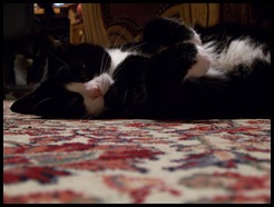 Catnap snooze