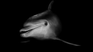 delfin tierno