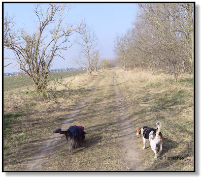 Emma und Lotte, zwei Hunde unterwegs