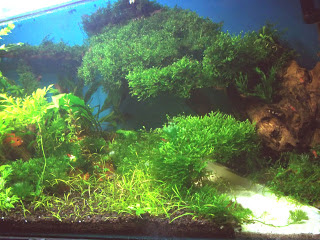 tanaman aquascape tanpa co2