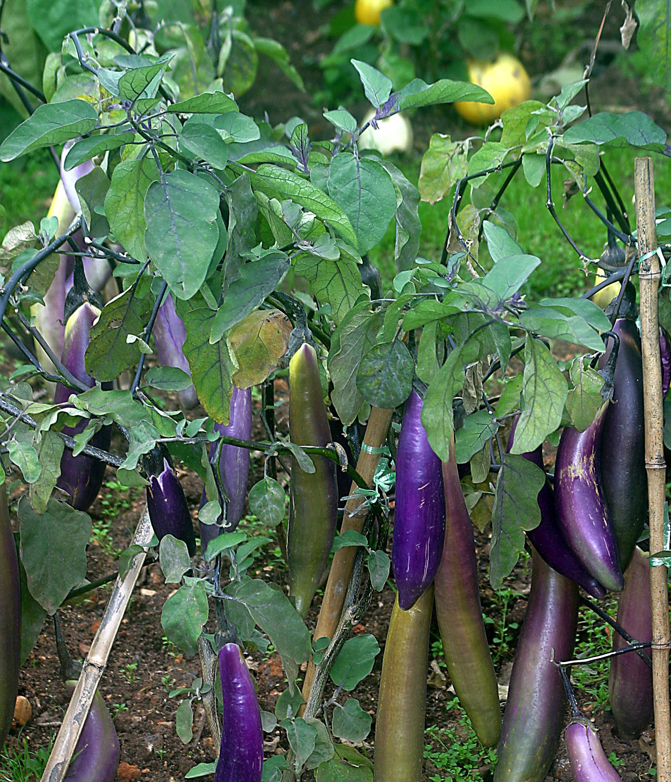 KLASIFIKASI TUMBUHAN BERBIJI Terong ungu Solanum 
