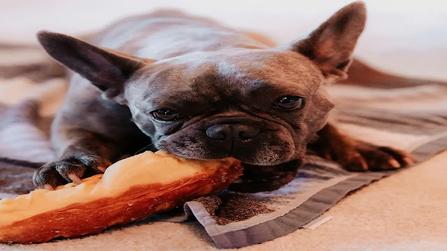 Dog Eating Snacks